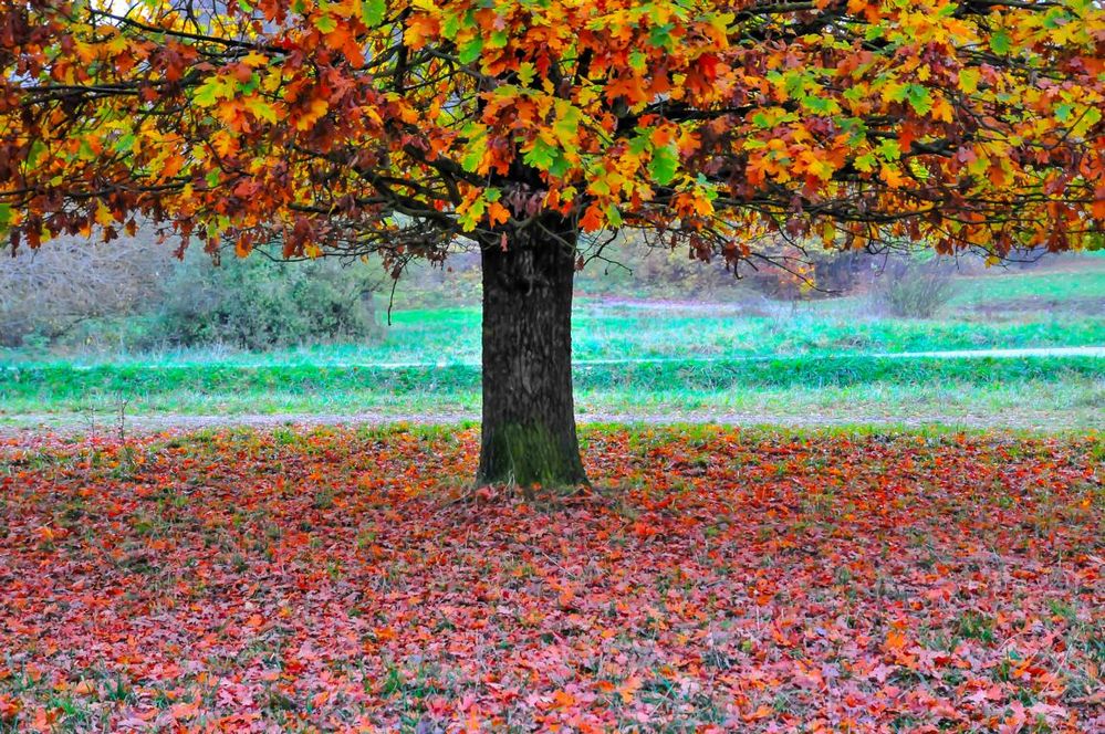 unter dem Baum Foto & Bild pflanzen, pilze & flechten, landschaft, bäume Bilder auf