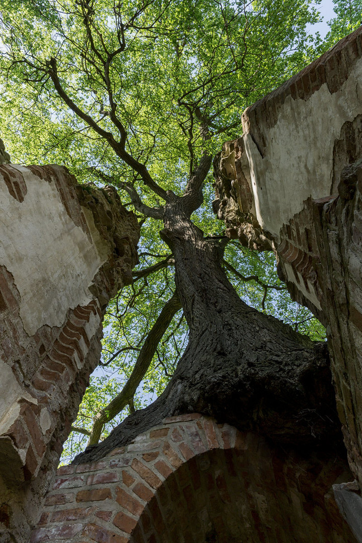 unter dem Baum