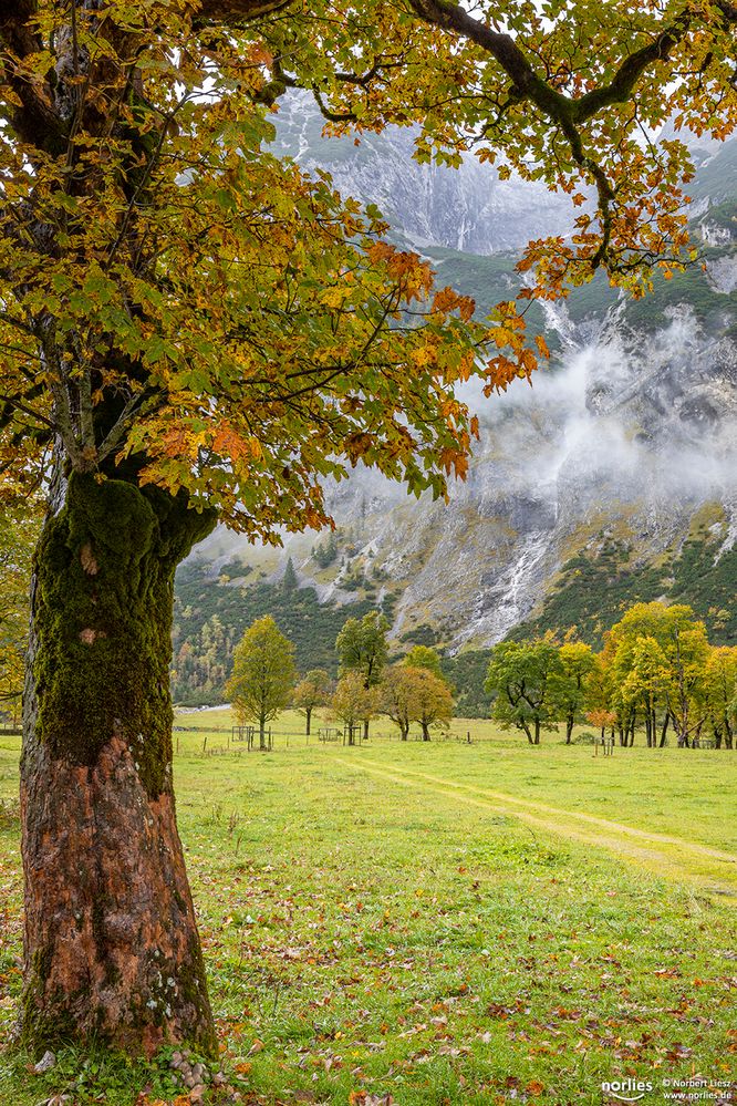 Unter dem Baum