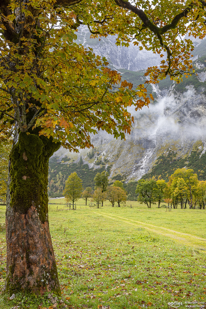 Unter dem Baum