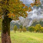 Unter dem Baum