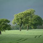 Unter dem Baum sitzt...