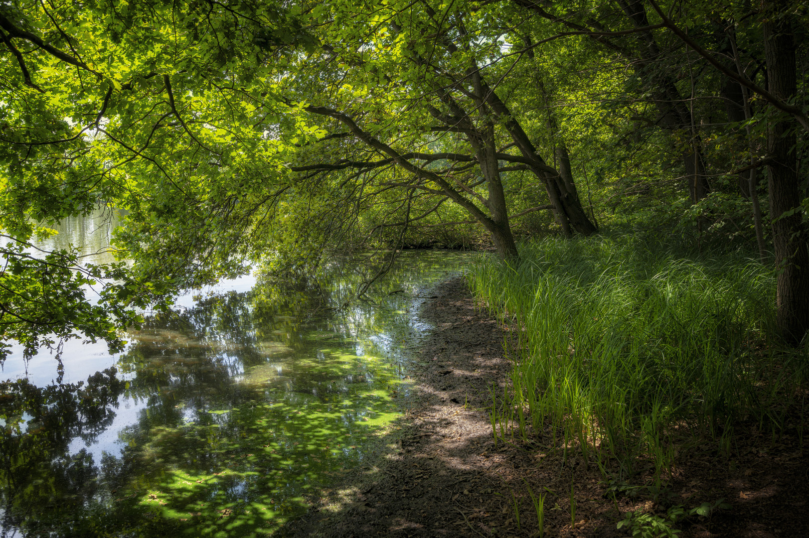 Unter dem Blätterdach am Mittelteich Riddagshausen