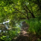 Unter dem Blätterdach am Mittelteich Riddagshausen