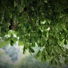 unter dem Blätterdach des Kastanienbaumes 