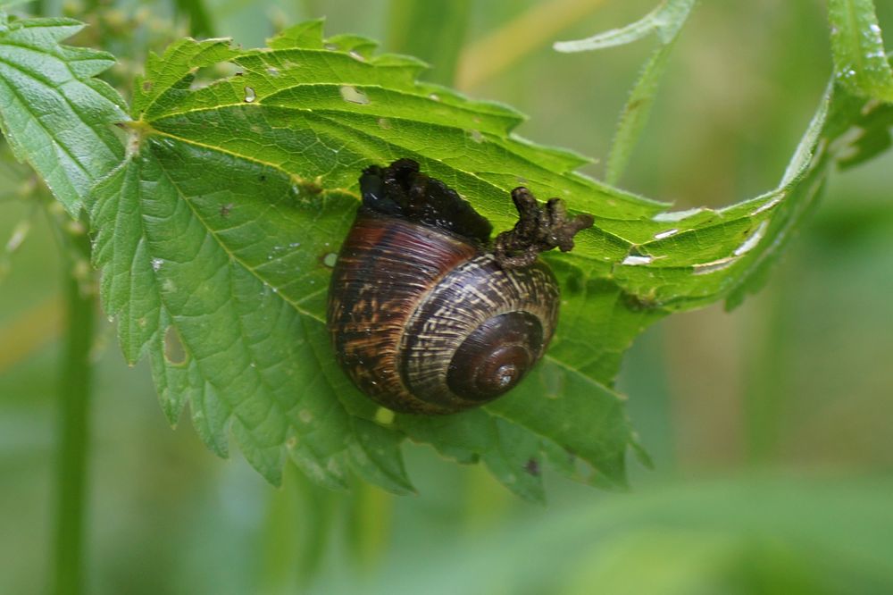 Unter dem Blatt