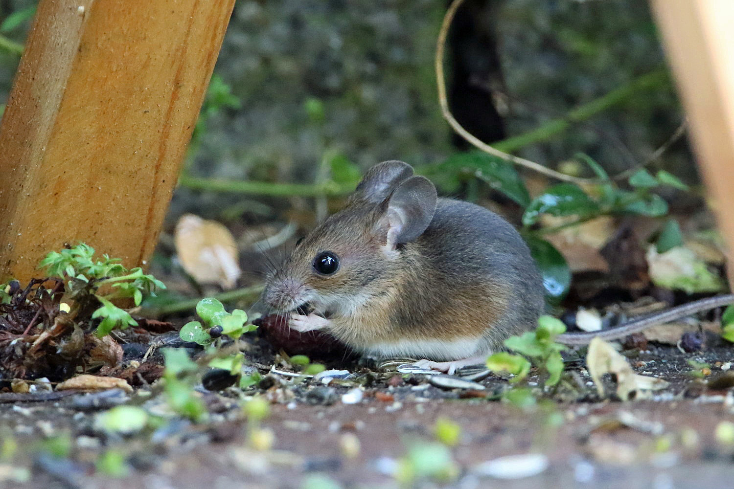 unter dem Futterhäuschen