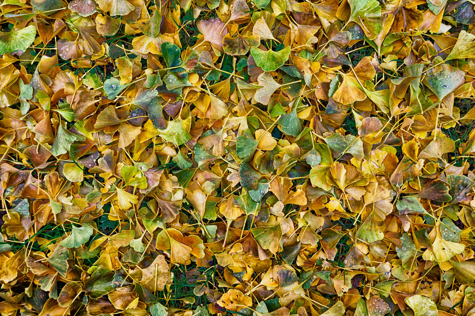 Unter dem Gingkobaum