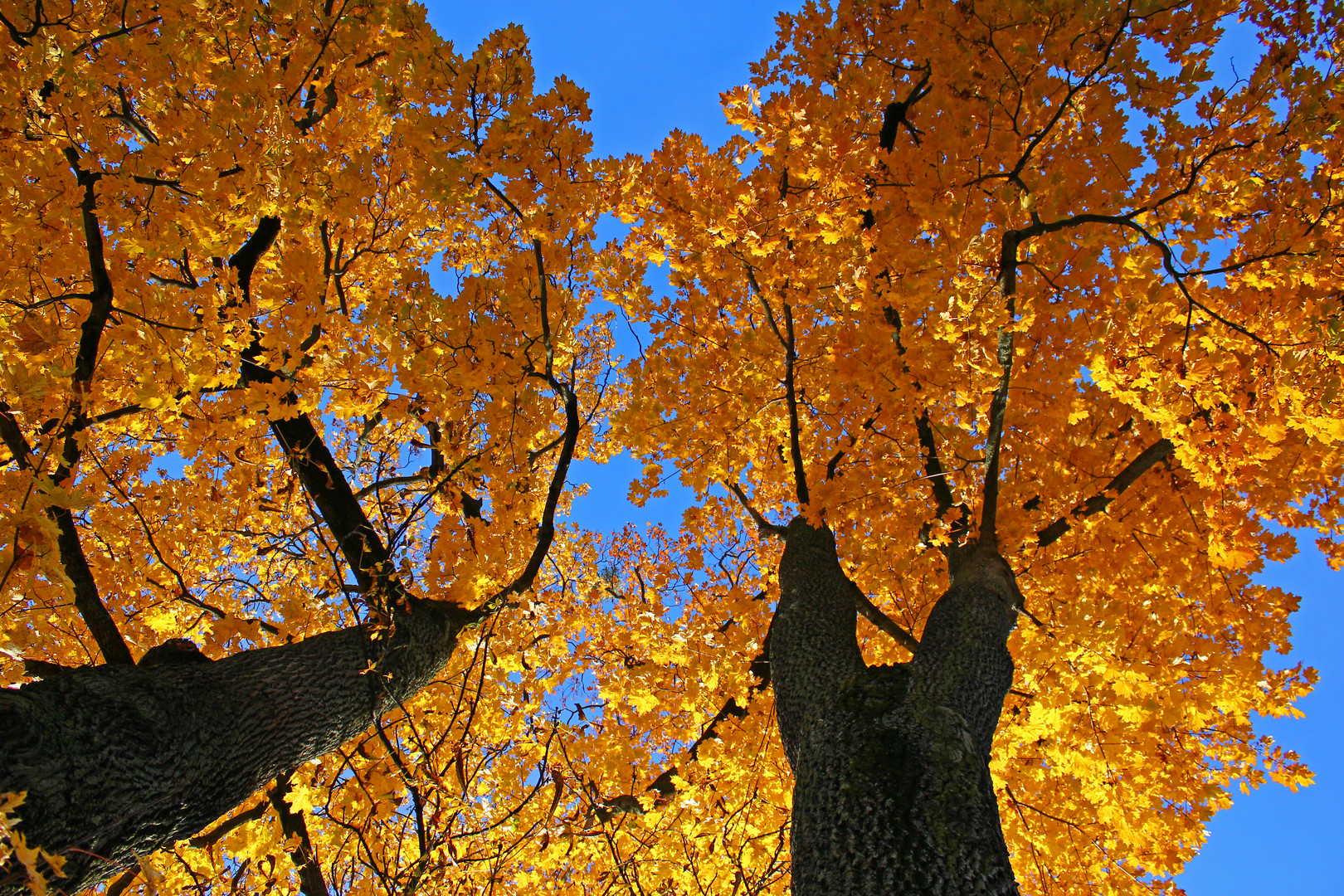 Unter dem goldenen Blätterdach