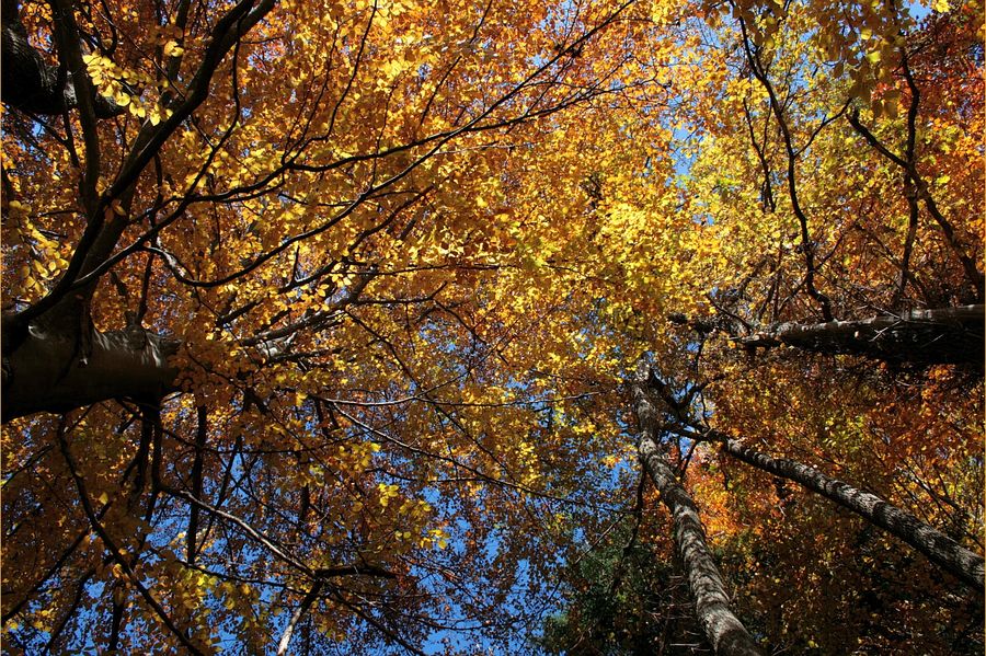 Unter dem goldenen Blätterdach