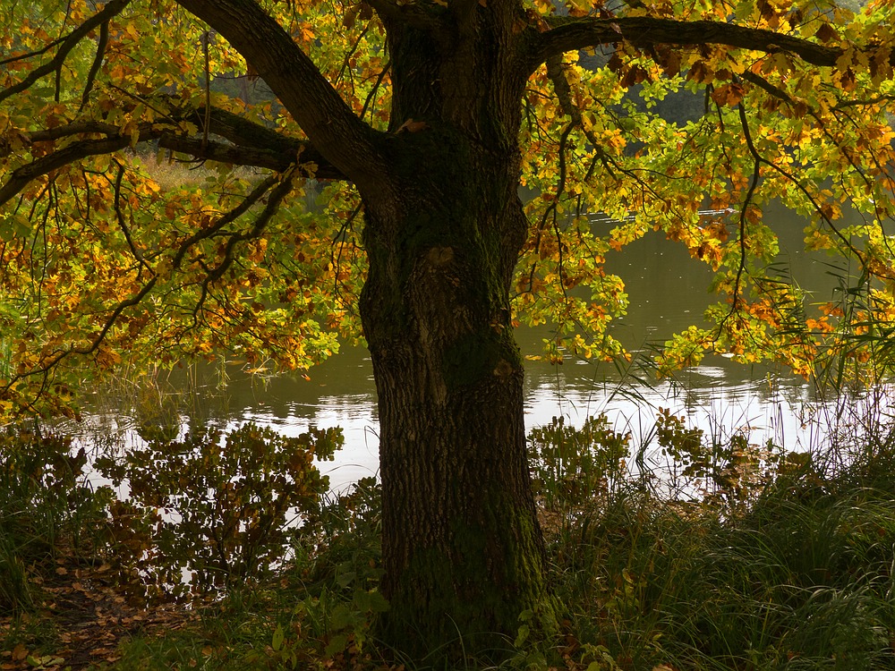 Unter dem Herbstbaum