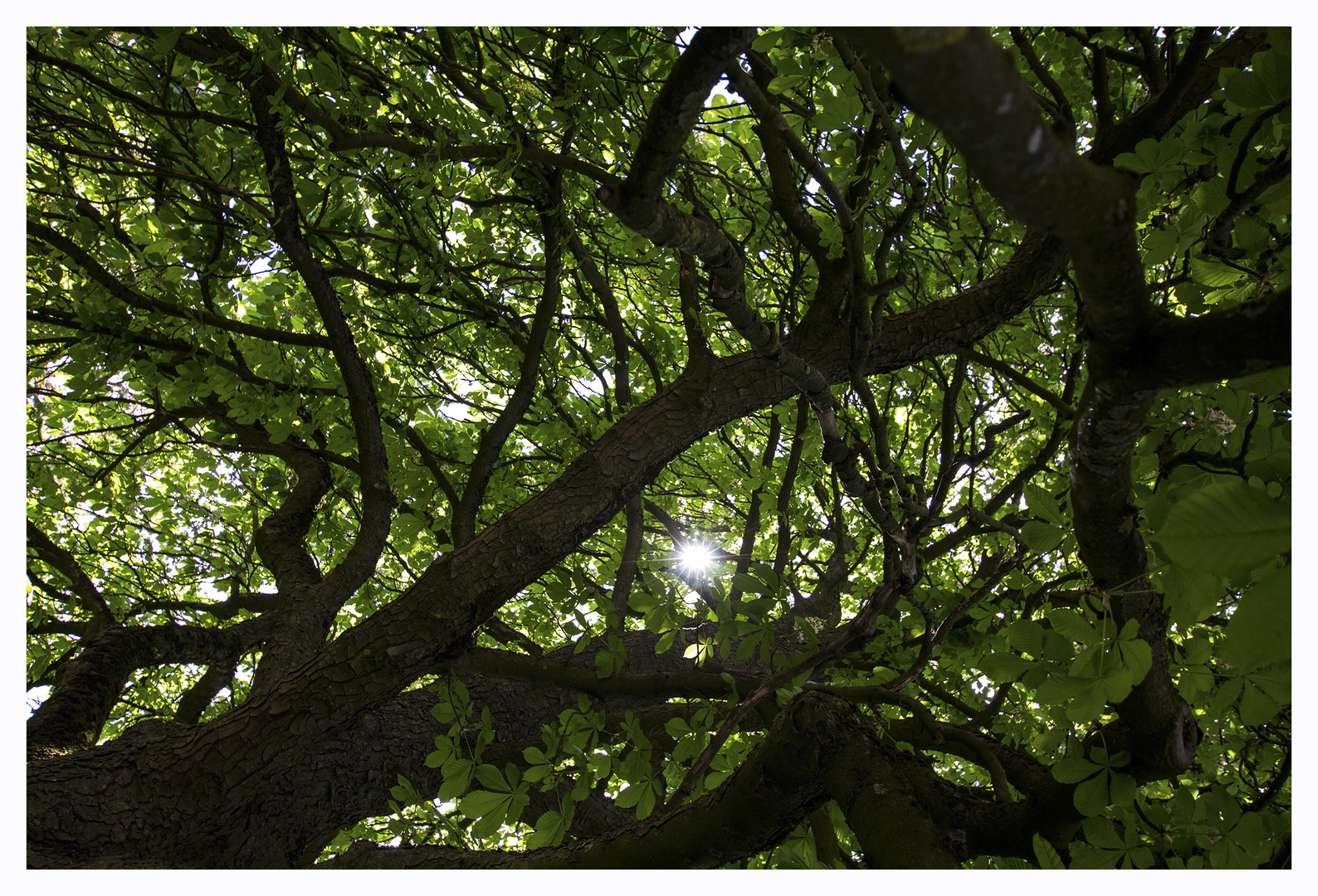 Unter dem Kastanienbaum