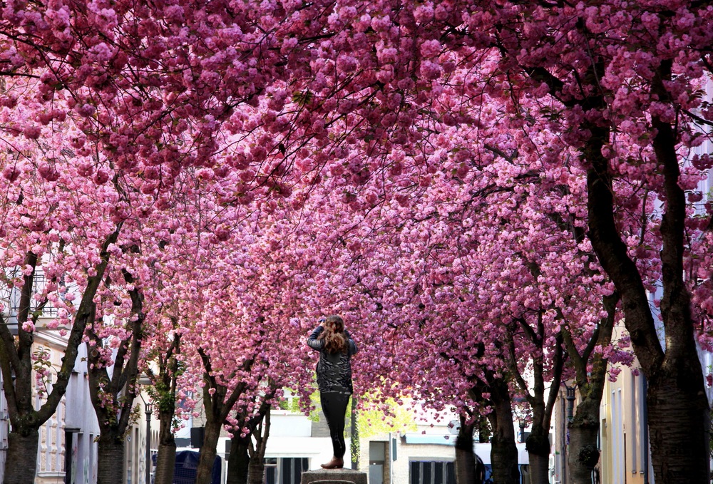 Unter dem Kirschblüten-Dach!