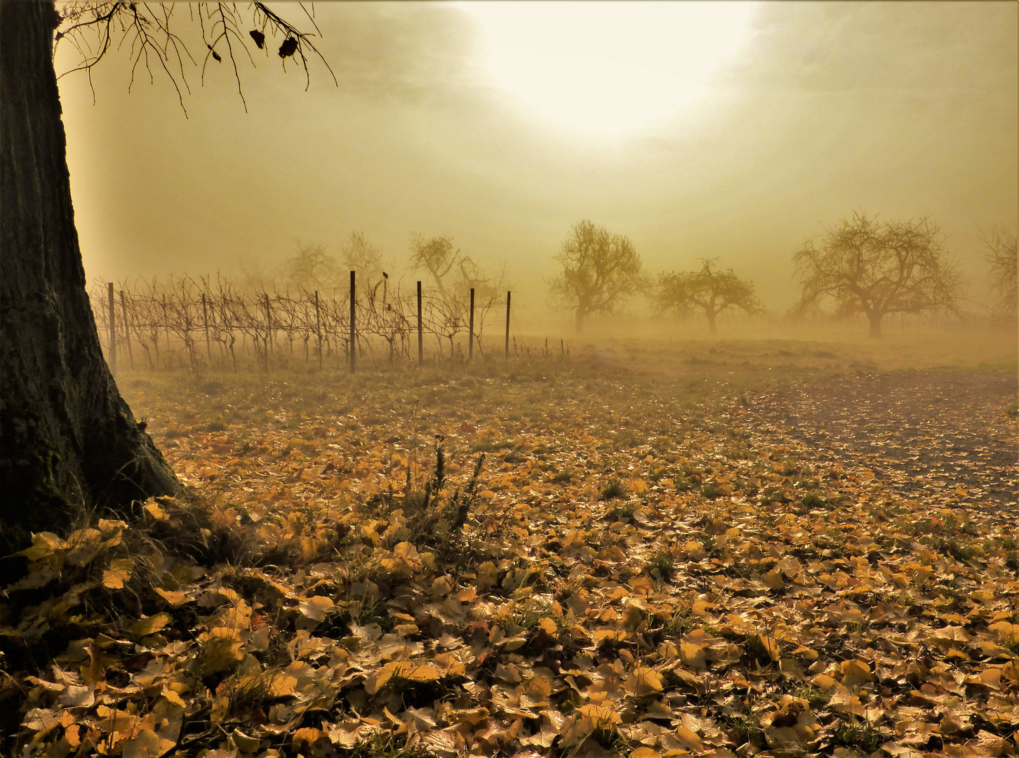 Unter dem Lindenbaum