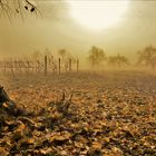 Unter dem Lindenbaum