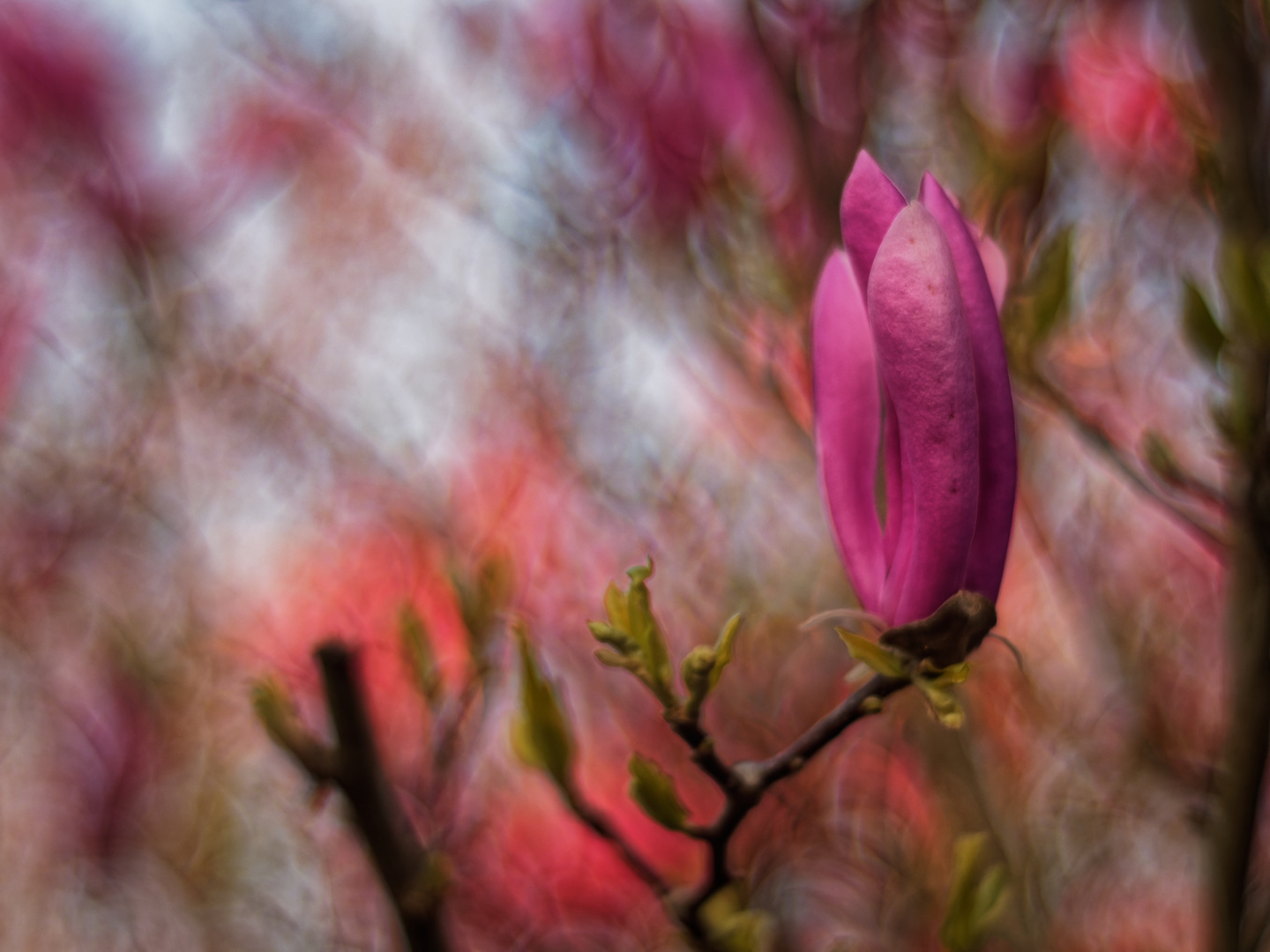 Unter dem Magnolienbaum