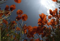 unter dem Mohn