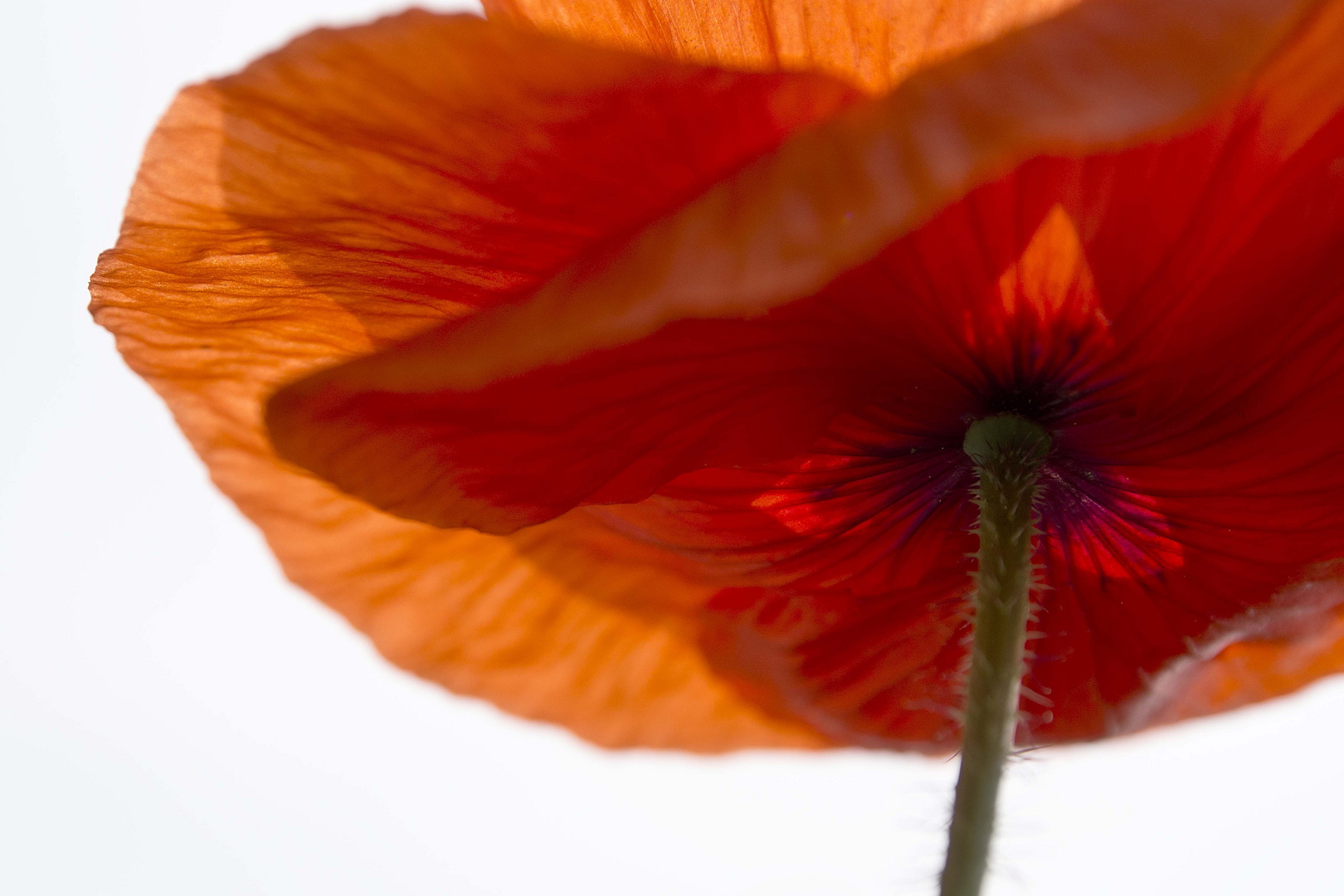 Unter dem Mohn