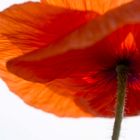 Unter dem Mohn