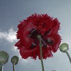 Unter dem Mohn