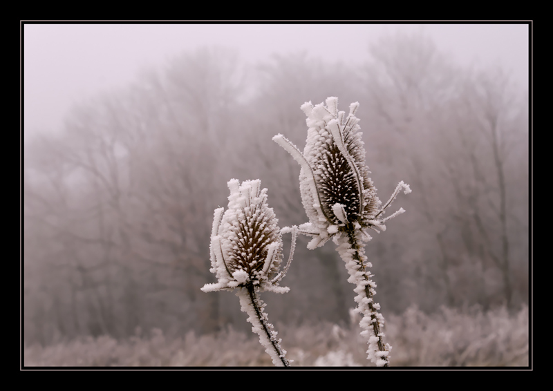 Unter dem Nebel