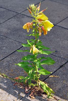 Unter dem Pflaster ..