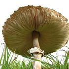 unter dem Schirm - Parasol oder Riesenschirmpilz (Macrolepiota procera)