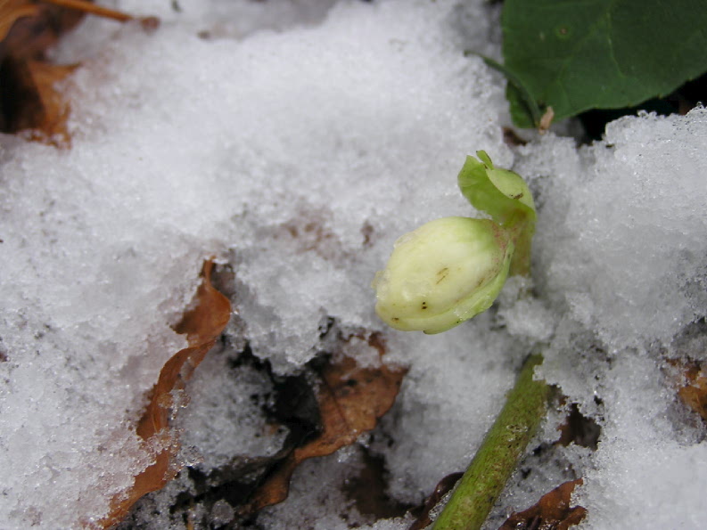 Unter dem Schnee.....