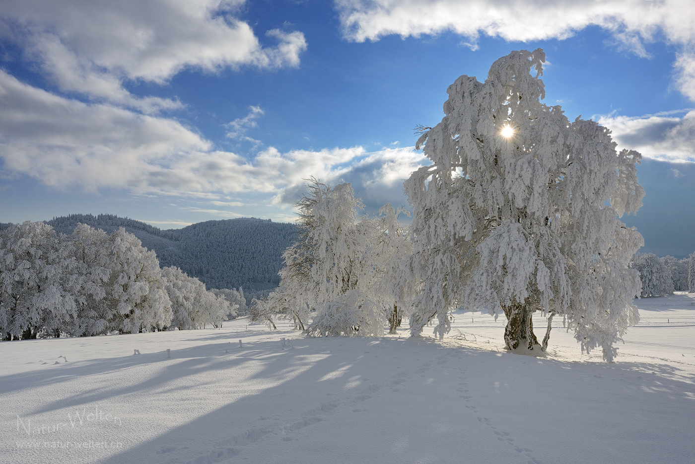 Unter dem Schnee- und Raureifpanzer