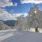 Unter dem Schnee- und Raureifpanzer