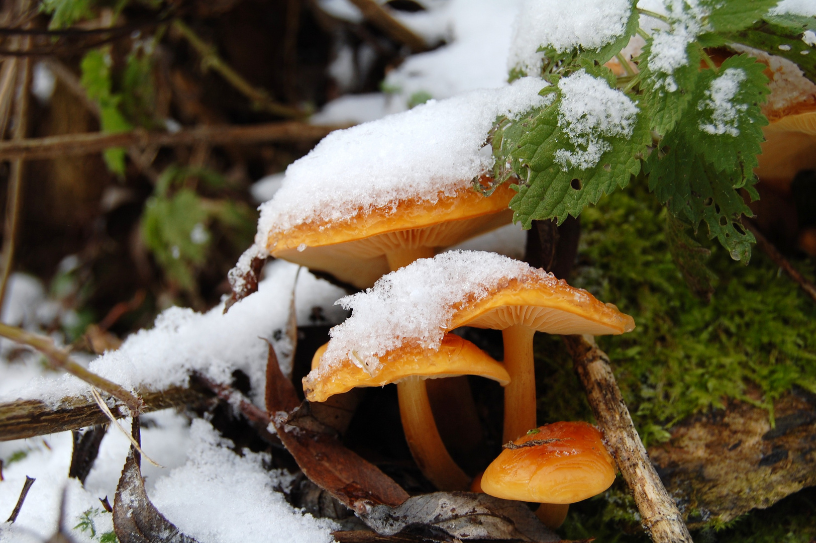 Unter dem Schnee versteckt