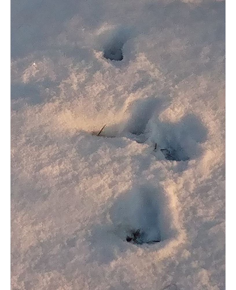 Unter dem Schnee wartet der Frühling...