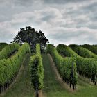 Unter dem wolkigen Juni Himmel 