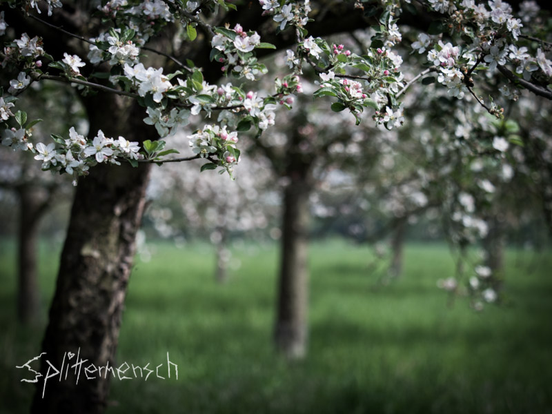 Unter den Blüten