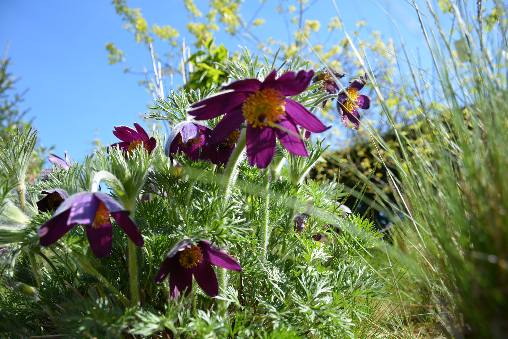 Unter den Blumen