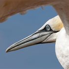 Unter den Flügel geschaut... Basstölpel , Sulu bassana