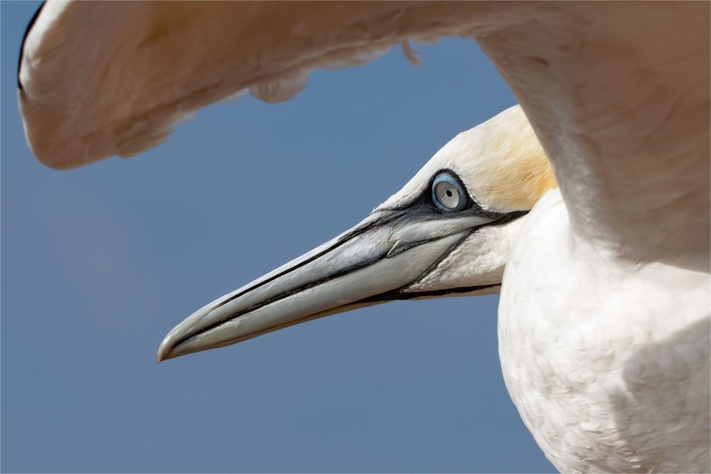 Unter den Flügel geschaut... Basstölpel , Sulu bassana