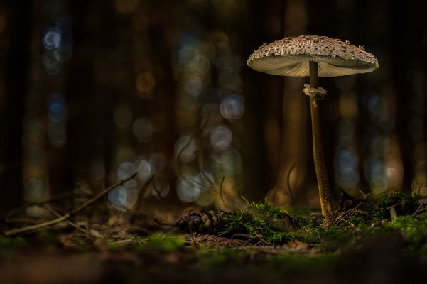 Unter den Hut geschaut