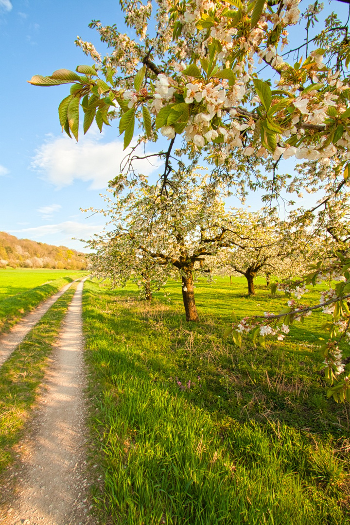 Unter den Kirschblüten am Walberla