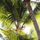 Unter den Palmen
