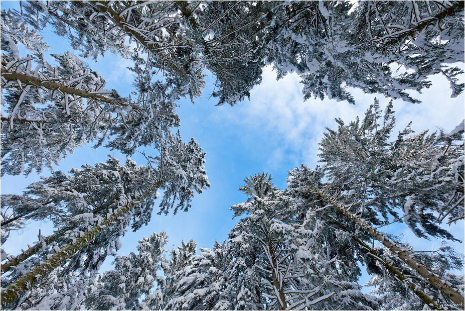 Unter den Schneebäumen