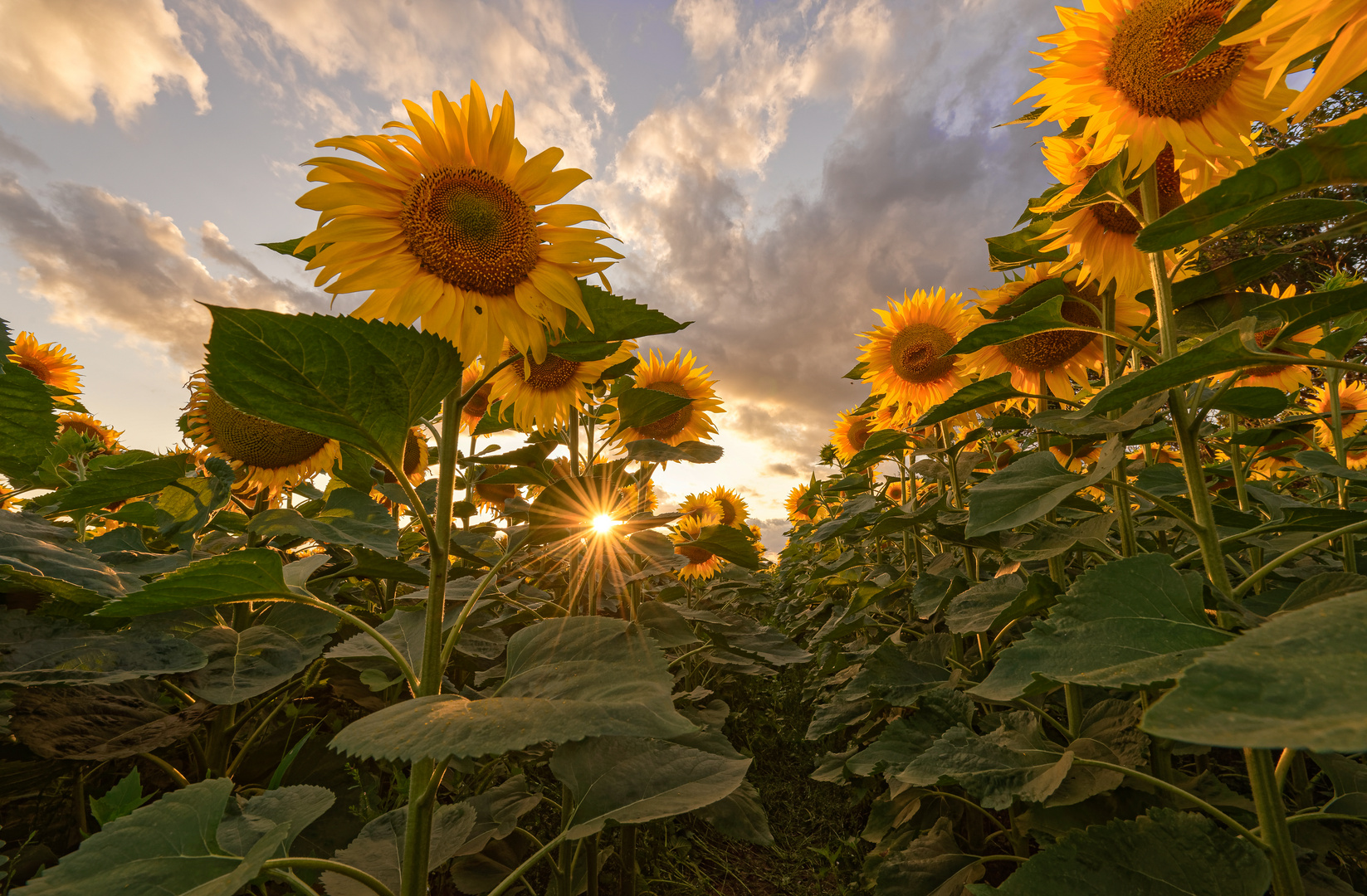 Unter den Sonnenblumen