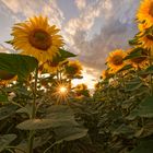 Unter den Sonnenblumen