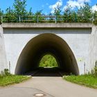 Unter der  A6 hindurch in den Wald geschaut.