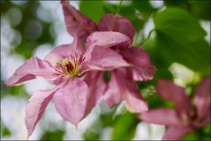 Unter der Clematis