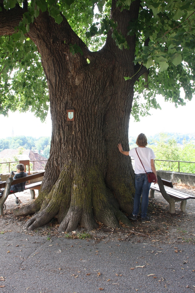 Unter der großen Linde