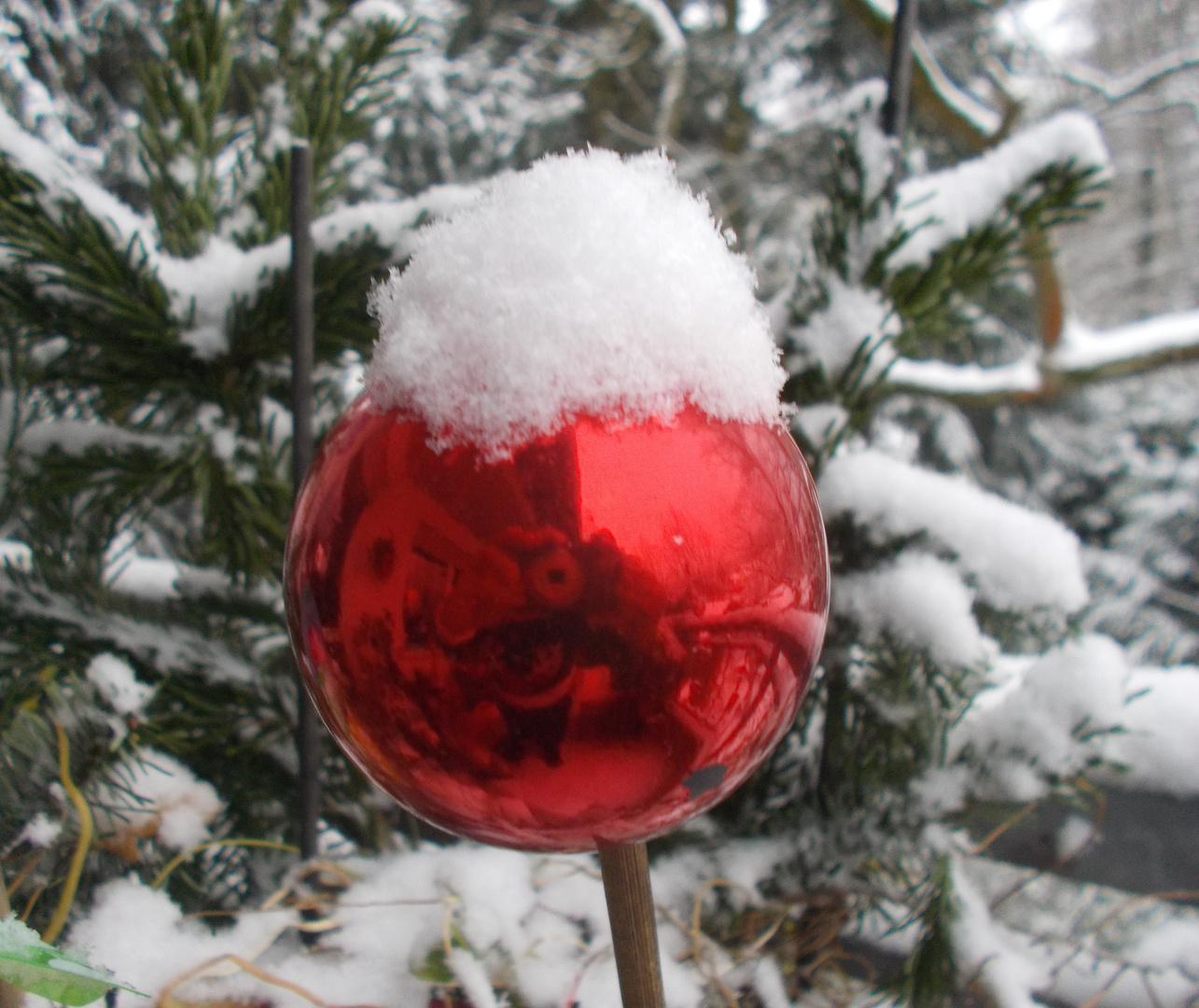 Unter der Haube..... Foto &amp; Bild | winter, schnee, pflanzen Bilder auf ...