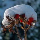 Unter der Haube