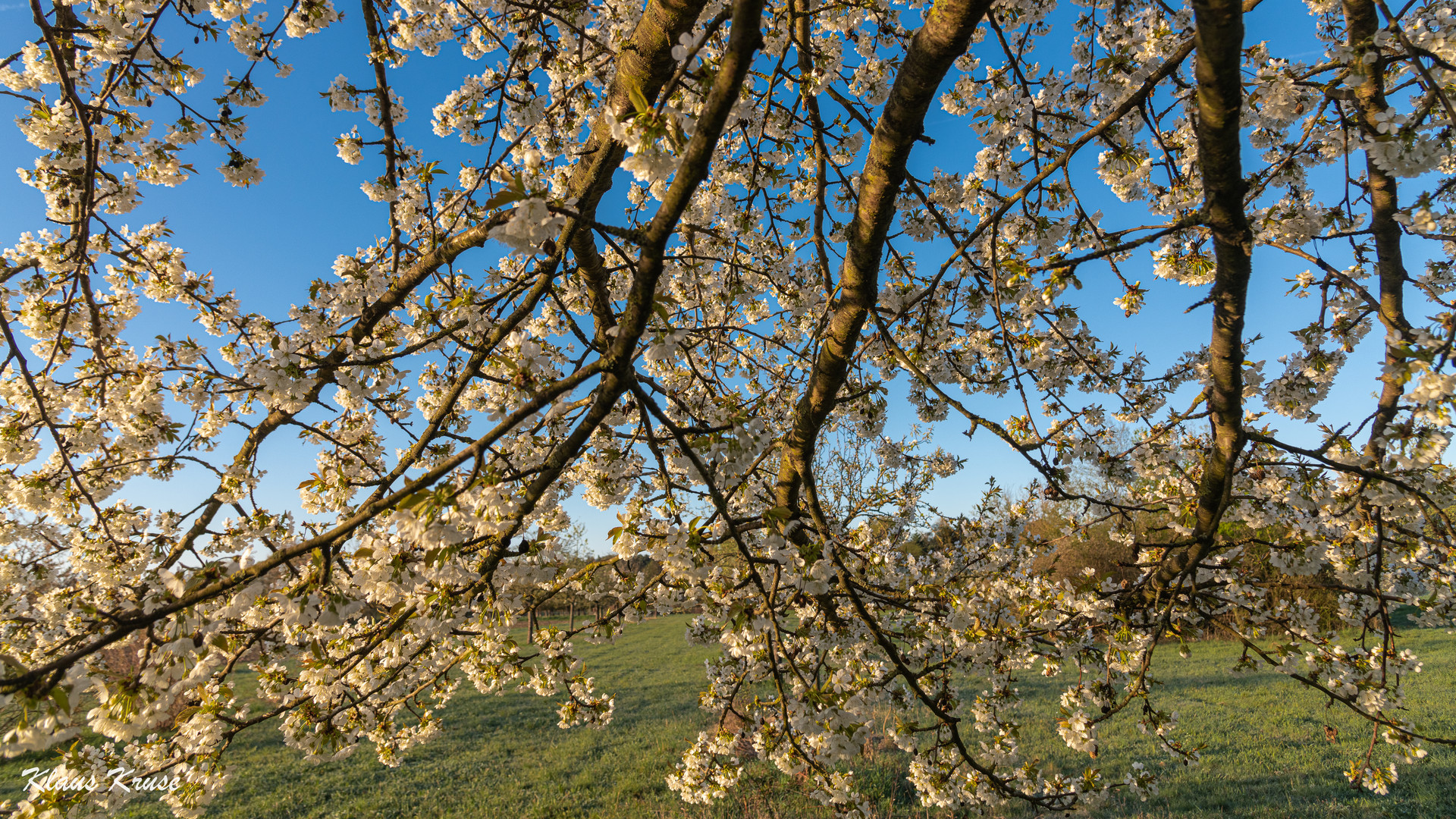 Unter der Kirschblüte