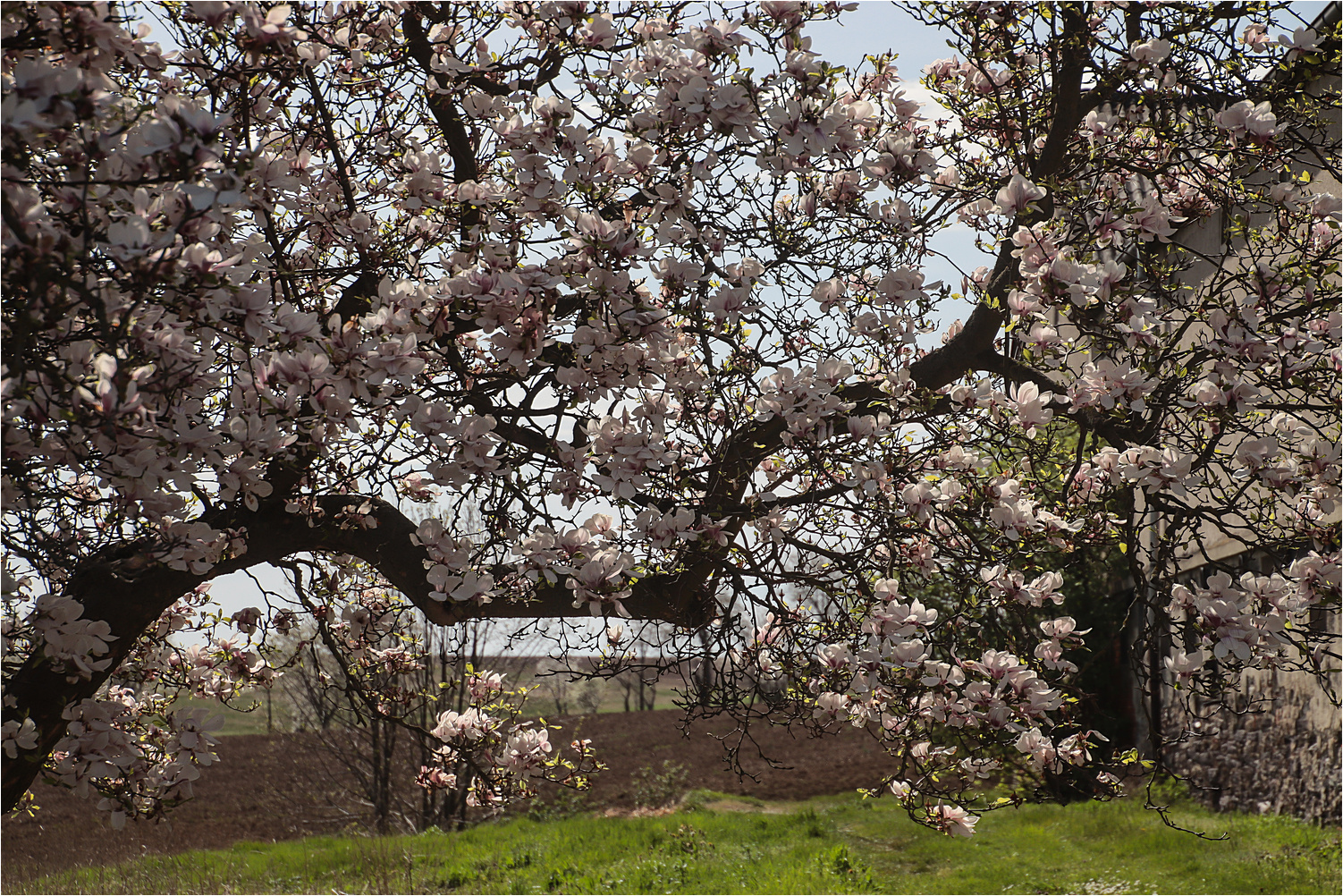 Unter der Magnolie 1